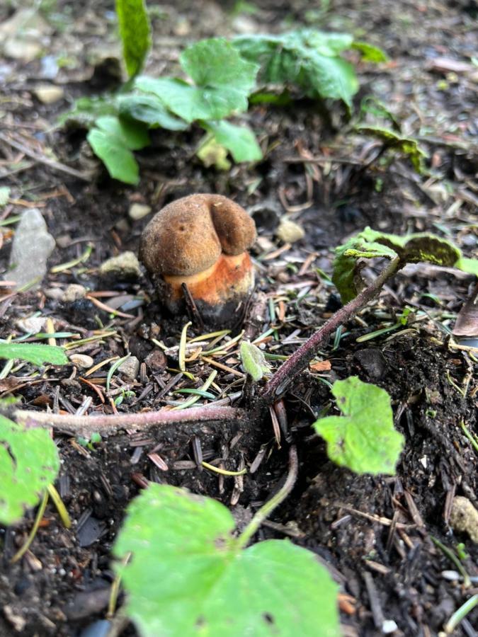 Chatka Pod Lysou Ostravice Esterno foto